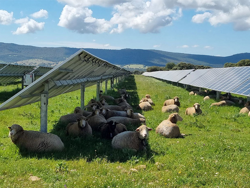 Washington lawmakers have allocated $10.7 million in cap-and-trade funds to development of agrivoltaic projects in the state.