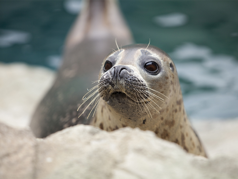 New Jersey will be monitoring harbor seals who winter near Atlantic City as part of its ongoing study of offshore wind impacts on marine mammals.