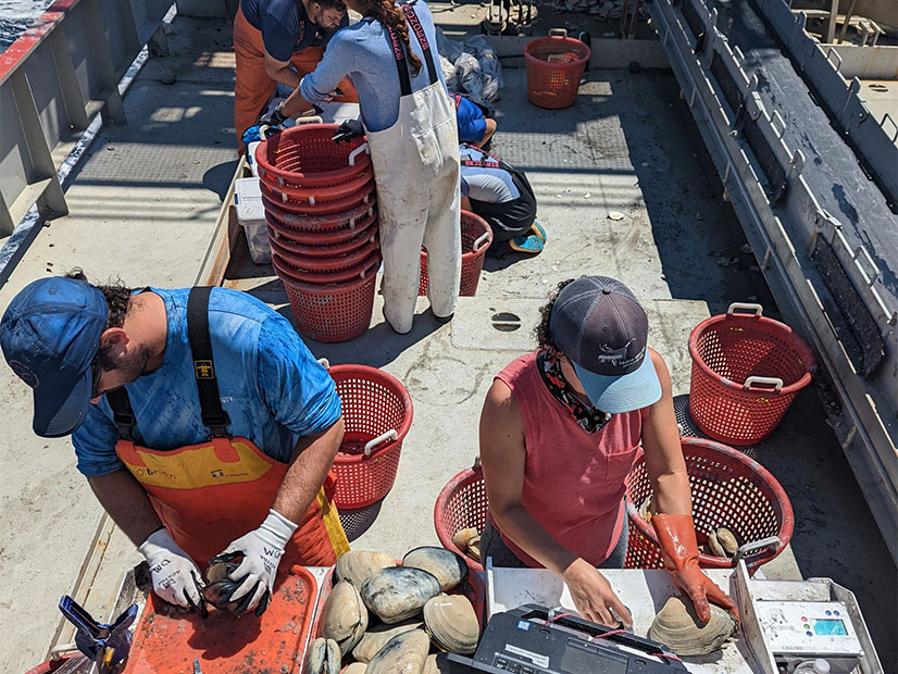 Researchers on a project to study the possible impact of New Jersey's offshore wind projects on surf clams and how to mitigate the impact on the commercial fishing sector. 
