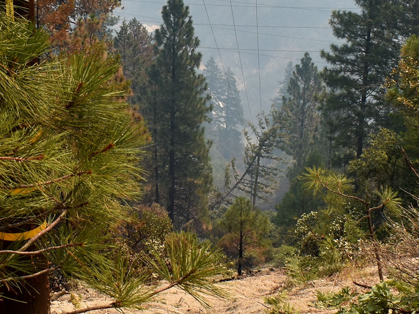 A photo filed in federal court shows a tree on the PG&E power line that started the nearly 1 million-acre Dixie Fire in July 2021.