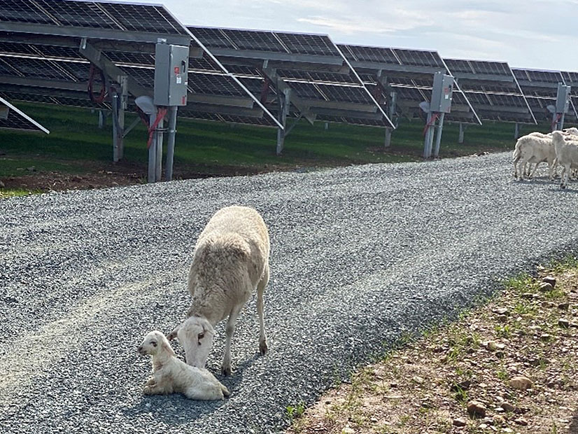 Sheep vegetation management at the Rancho Seco Solar 2 site
