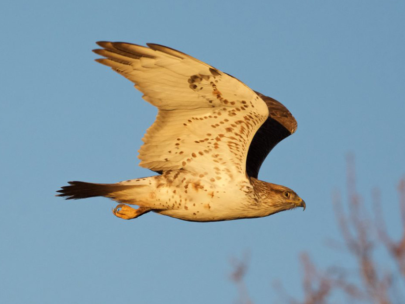 Opponents of a large wind farm in Horse Heaven Hills have cited concerns about threats to the ferruginous hawk, listed as an endangered species in Washington.
