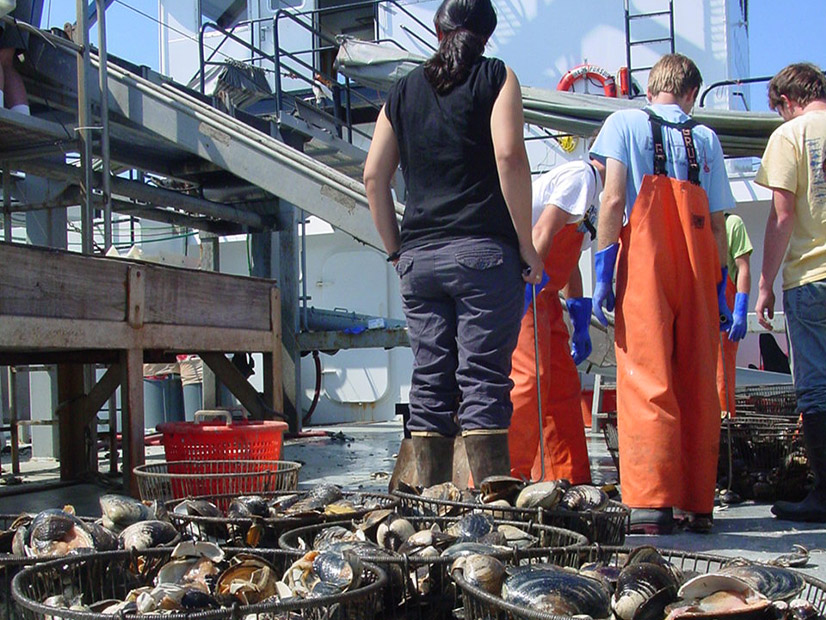 Researchers on a commercial fishing ship sample surf clams for size and number as part of a federal study.