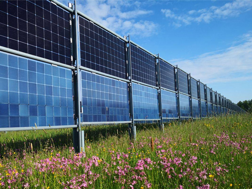 Bi-facial solar panels similar to these made by Next2Sun in Germany, with electricity generating cells on both sides, will be part of a study into agrivoltatics to be started in April by the New Jersey Agricultural Experiment Station (NJAES). The panels will be spaced far enough apart for farm equipment to easily pass between them and cows will graze at the same location.