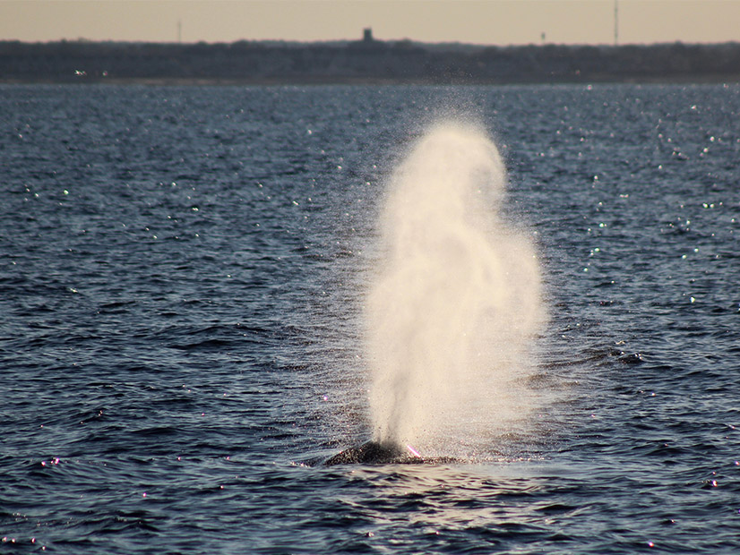 A humpback whale spouts off the New Jersey coast. An acoustic marine monitoring project to protect whales in the New York Bight has been extended through 2028 as part of an offshore wind project south of Long Island.