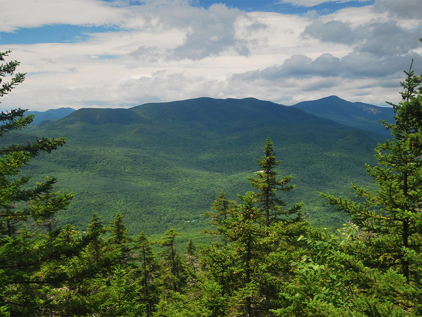 Maine...s first carbon budget shows that the state...s forests have a large capacity to store carbon. 