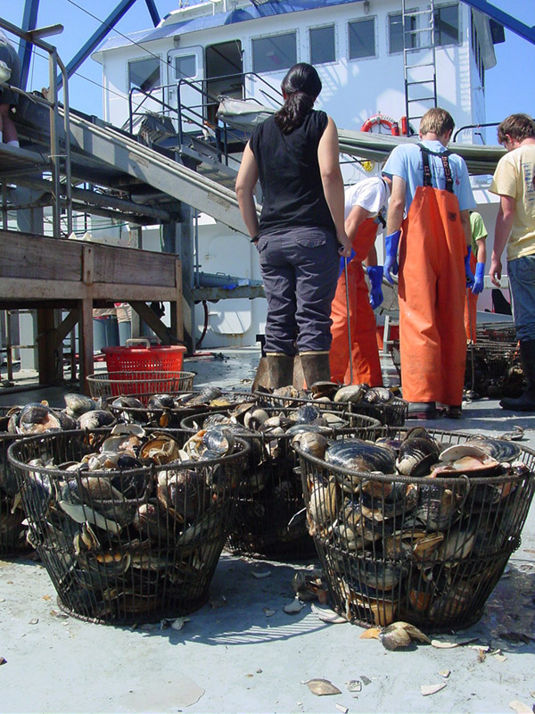 A study from Rutgers University projects that offshore wind development could cut revenue for clam fishing by as much as 25% in some areas.