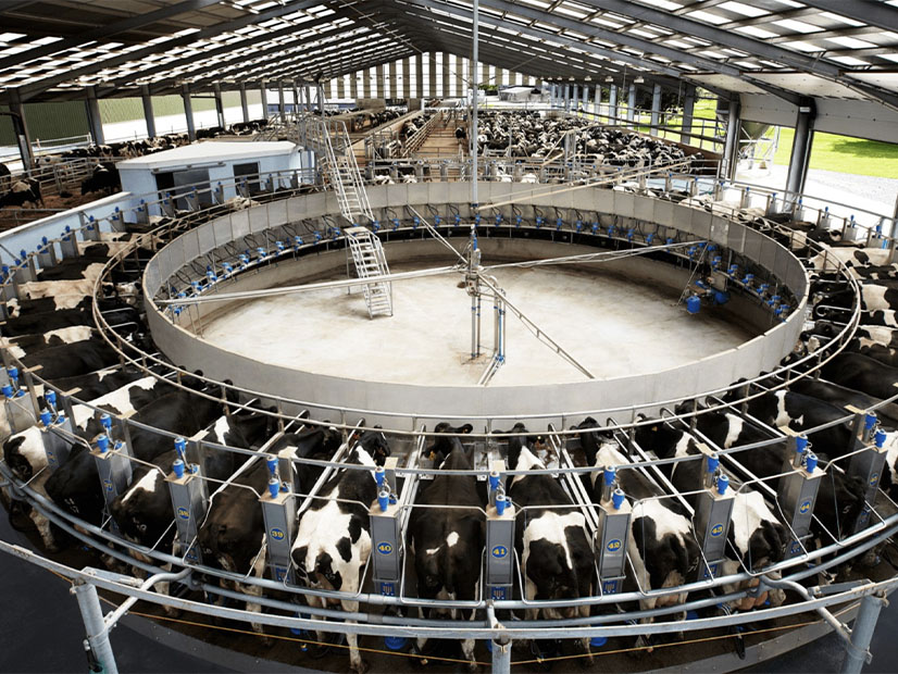A rotary milking platform similar to ones used at Sunnyside Farm in Cayuga County, New York.