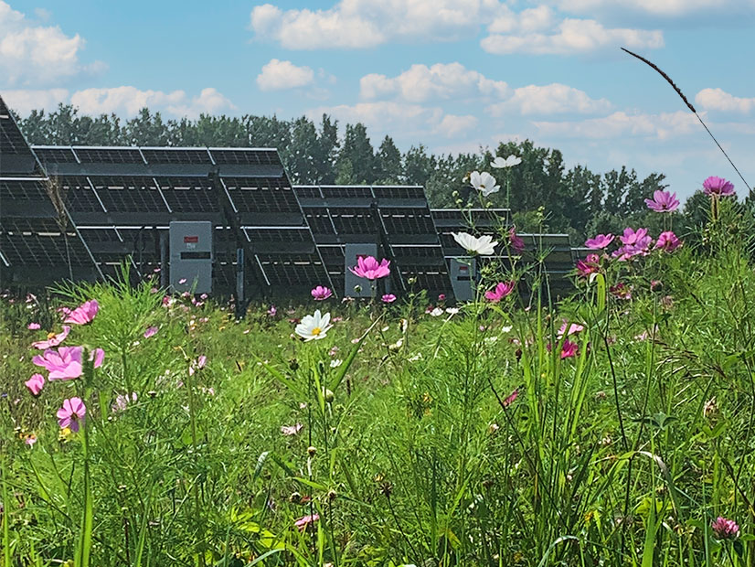 A study of the 177-MW Morris Ridge Energy Center in Western New York explores the viability of solar beekeeping and honey production at the project and in the broader context of utility-scale solar.