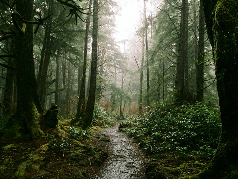 Washington's carbon offset program would seek to protect 10,000 acres of the state's forests.