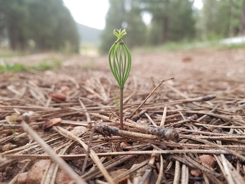 The New Mexico Reforestation Center hopes to plant 5 million drought-resistant seedlings in the state per year.