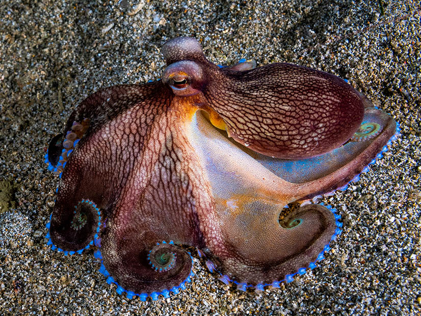 WRA's Erin Overturf said a western organized market should be like an octopus: centralized, adaptable and nimble.