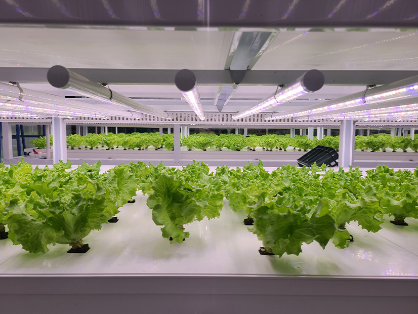 GGV Capital says that companies like vertical farming specialist Bowery can expect to see more interest and investments in climate-smart agriculture.