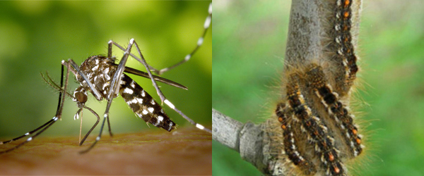 Asian Tiger mosquito browntail moths (US Center for Disease Control and Prevention, Maine Center for Disease Control Prevention) Content.jpg