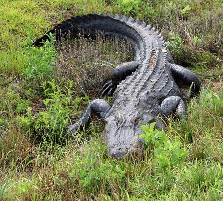 Alligator-(North Carolina Wildlife Resources Commission) Content.jpg