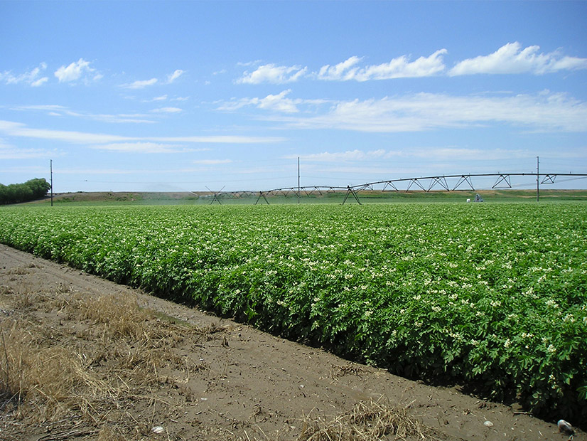 Increasing temperatures and persistent drought are threatening the quality of Washington's immense potato harvest.