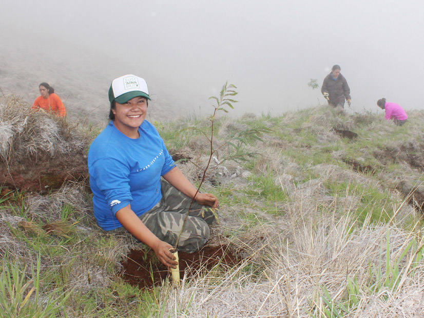 Hawaii's Department of Land and Natural Resources is contributing to the worldwide "Trillion Trees Initiative" through the restoration of the state's native trees.