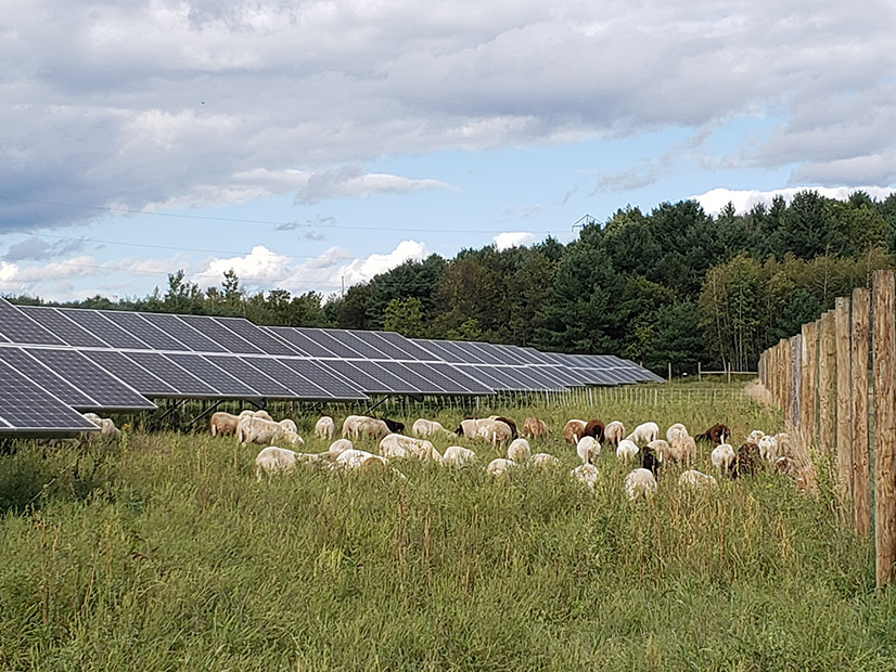 Maine and Massachusetts have open initiatives that are helping the states understand how best to encourage solar development in harmony with the agricultural sector.