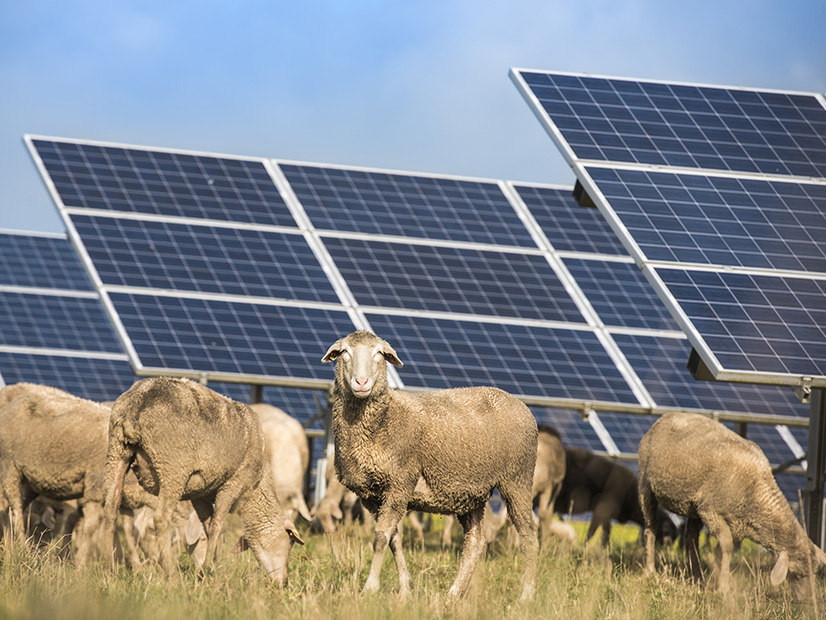 A dual-use solar pilot in Northfield, Mass., converted prime farmland into sheep pasture with the introduction of solar panels.