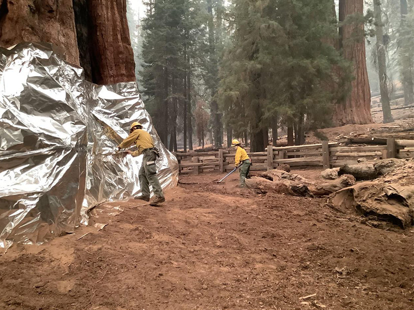 Firefighters wrap giant sequoias to keep them from burning in the KNP Complex of fires in Sequoia National Park. 