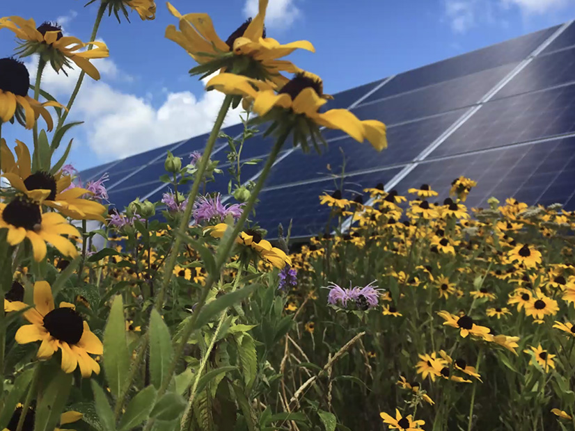 Wildflowers surround the solar arrays at Connexus Energy, Minnesota's largest electric cooperative.