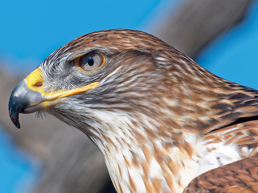 Washington officials have moved ferruginous hawks to the endangered list based on a number of factors, including climate change and wind turbine strikes.