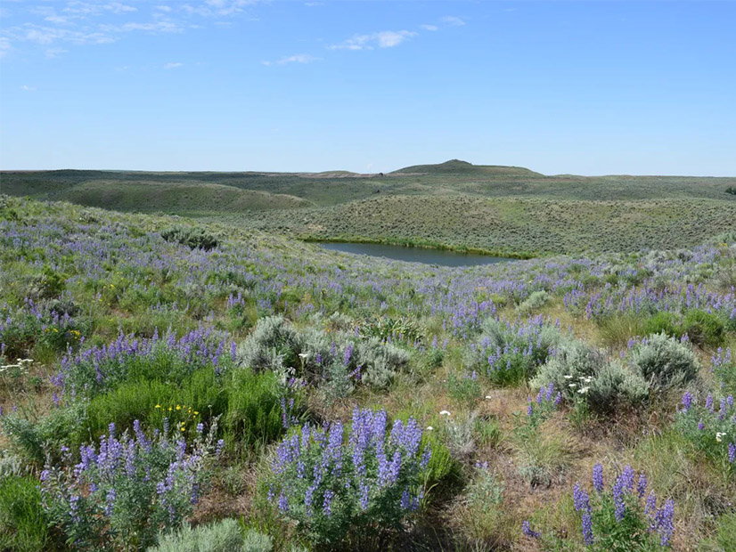 Washington's Department of Fish and Wildlife says that solar farm development could pose serious risks for the state shrub steppe habitat.