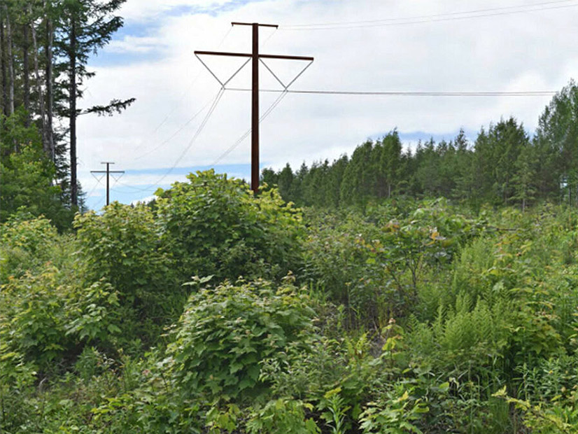A rendering of what the poles will look like along CMP's 145-mile transmission line 
