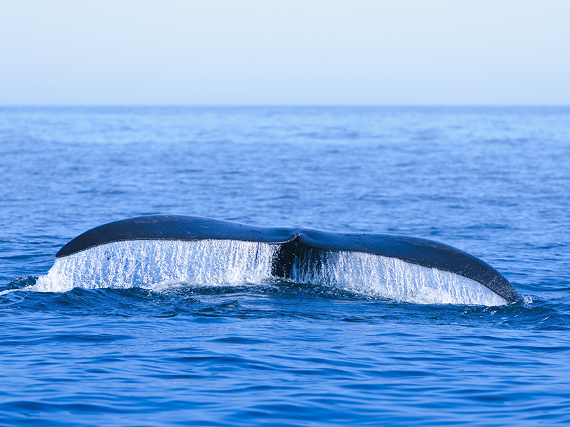 A federal lawsuit filed by the group Nantucket Residents Against Turbines claims the construction of OSW turbines threaten the well-being of the critically endangered North Atlantic Right Whale.