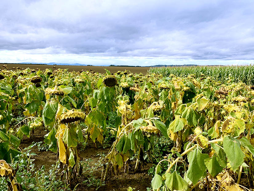 The Oregon Global Warming Commission proposal would see as much as 7 million additional tons of CO2e captured in the state's natural and working lands by 2030.