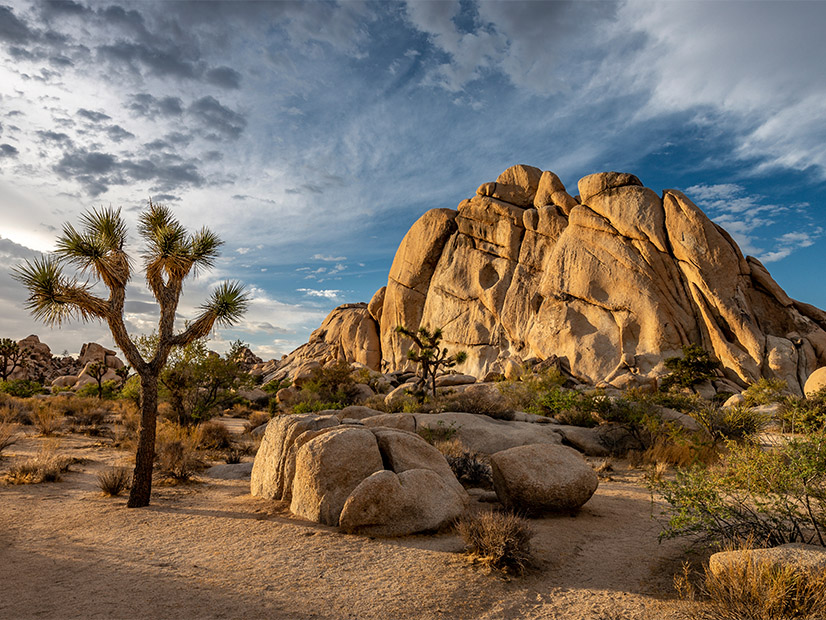 One of Gov. Gavin Newsom's infrastructure bills would make it easier to remove Joshua trees, iconic desert plants in Southern California, to make way for development.