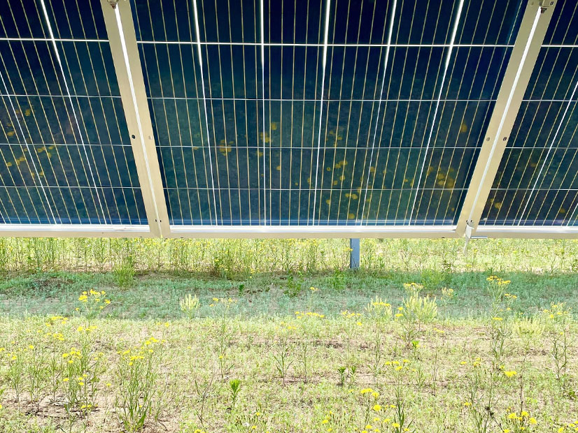 Pollinator habitat under a Minnesota Power solar facility