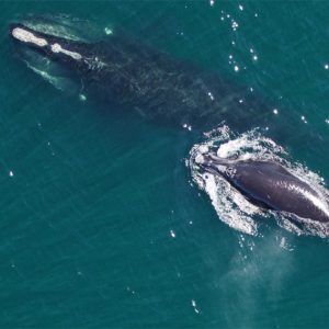 NOAA is taking measures to protect North Atlantic right whales (pictured here), which are on the verge of extinction. 