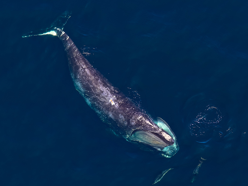 Five dolphins nose around a North Atlantic Right Whale in the Stellwagen Bank National Marine Sanctuary near Boston, Mass.
