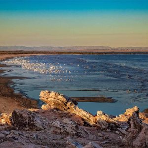 Alice Reynolds, president of the California PUC, said the Salton Sea could be tapped for sustainable extraction of lithium and geothermal generation. 