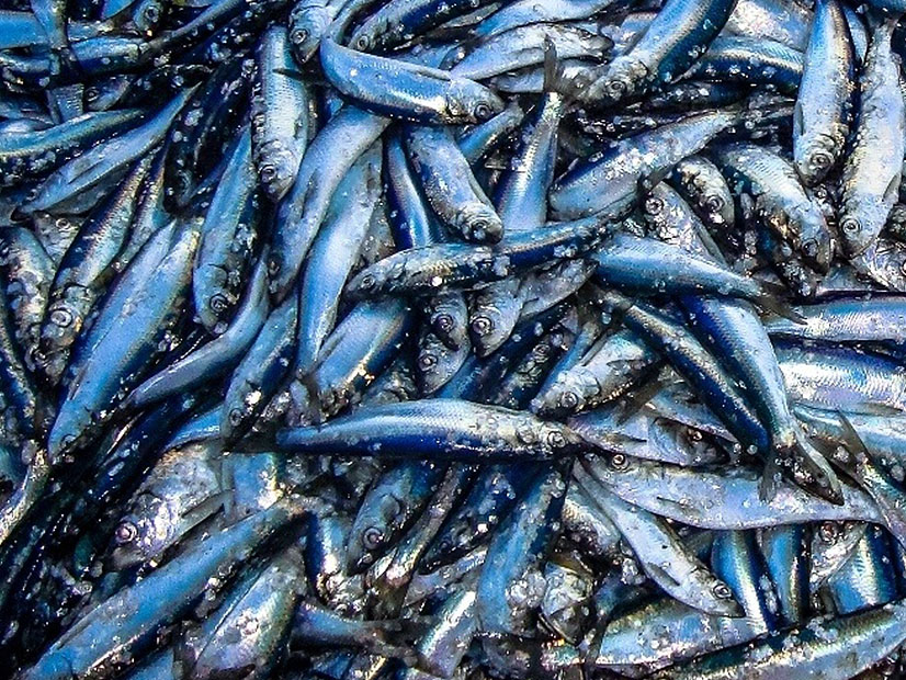 The Supreme Court case challenging the Chevron doctrine was filed by herring fishermen angry over being charged for the cost of monitors to prevent overfishing.